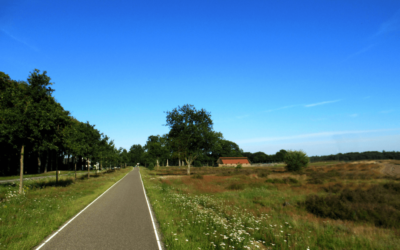 Zie jij door de bomen het bos nog?